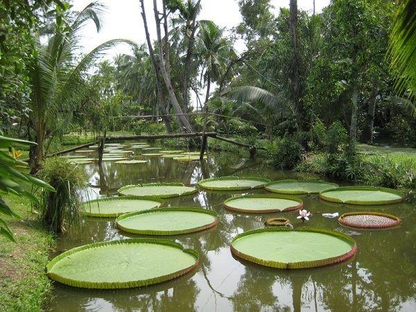 Top 9 Địa điểm du lịch sinh thái Cần Thơ hấp dẫn nhất