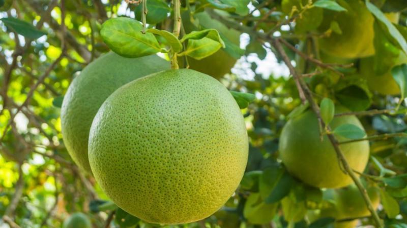 Top 10 Loại Rau Củ Quả Giúp Dáng Thon Gọn