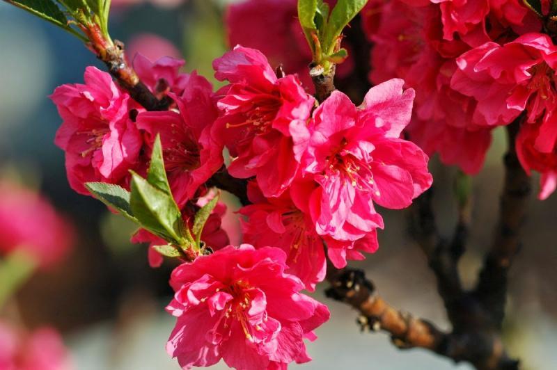 Top 12 Dàn Ý Bài Văn Thuyết Minh Về Cây Đào Ngày Tết Chi Tiết